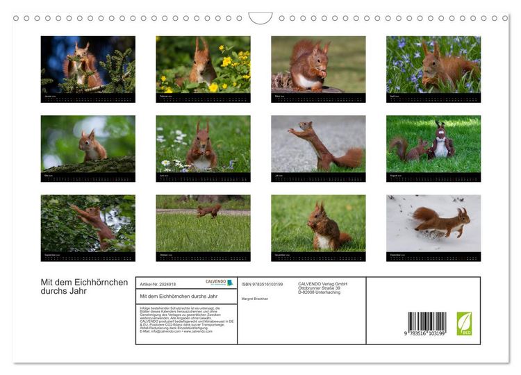Produktbild: Mit dem Eichh&ouml;rnchen durchs Jahr (Wandkalender 2026 DIN A3 quer), CALVENDO Monatskalender