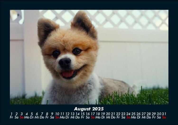 Produktbild: Hunde 2025 Fotokalender DIN A5