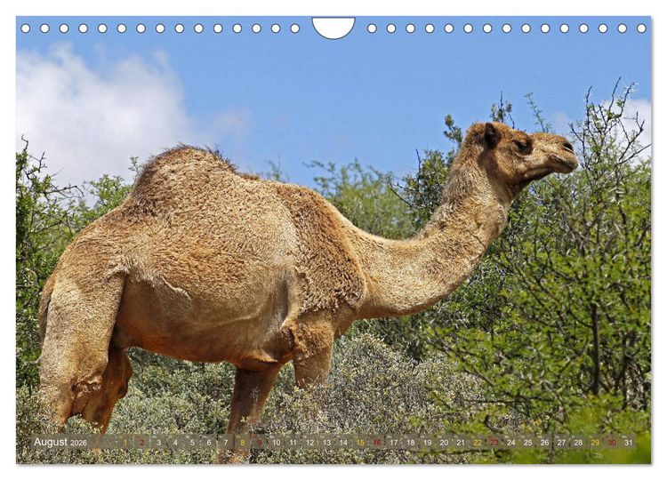 Produktbild: Kamele - Die freundlichen Gep&auml;cktr&auml;ger (Wandkalender 2026 DIN A4 quer), CALVENDO Monatskalender