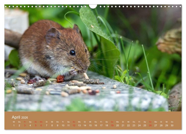 Produktbild: M&auml;usetanz (Wandkalender 2026 DIN A3 quer), CALVENDO Monatskalender