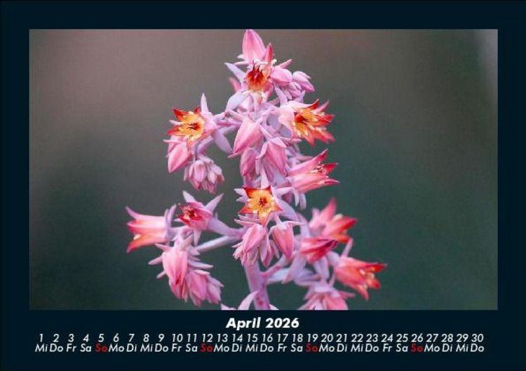 Produktbild: Blumenkalender 2026 Fotokalender DIN A5