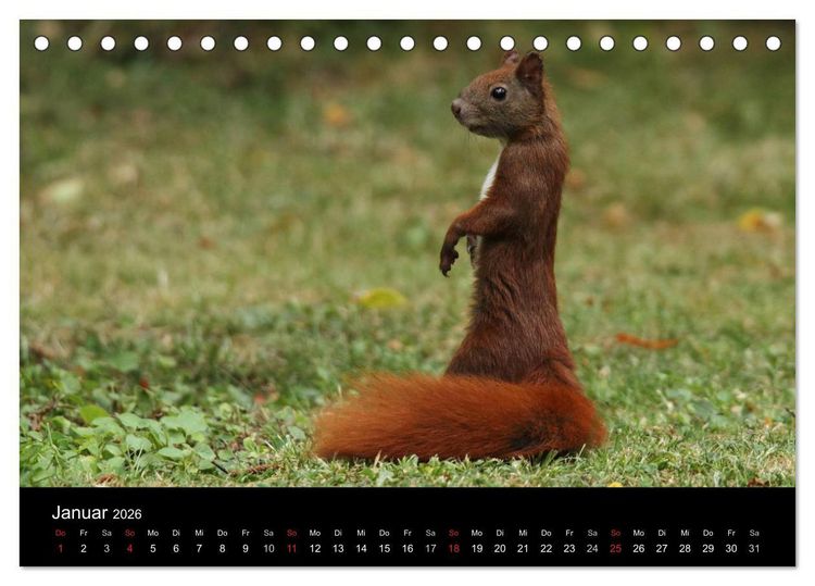 Produktbild: Artist im Garten. Das Eichh&ouml;rnchen (Tischkalender 2026 DIN A5 quer), CALVENDO Monatskalender