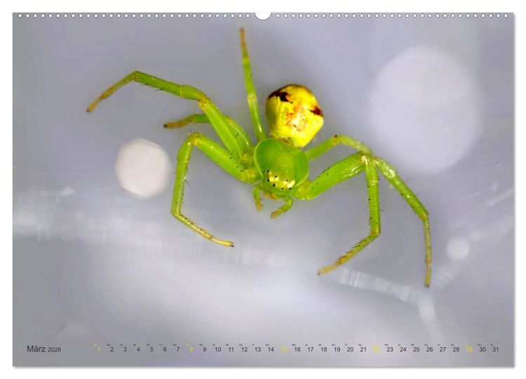 Produktbild: ui - Spinne. Kleine Spinnen - gro&szlig; im Bild (hochwertiger Premium Wandkalender 2026 DIN A2 quer), Kunstdruck in Hochglanz