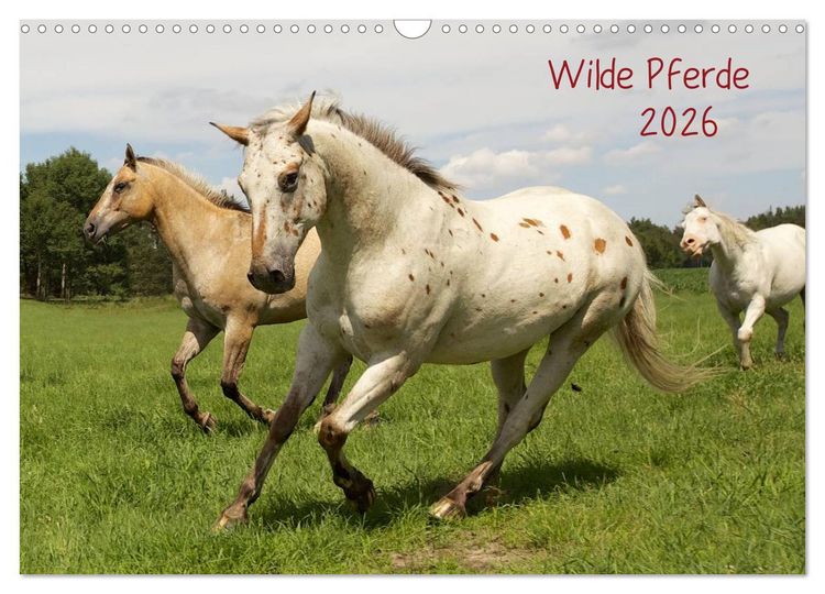 Produktbild: Wilde Pferde (Wandkalender 2026 DIN A3 quer), CALVENDO Monatskalender
