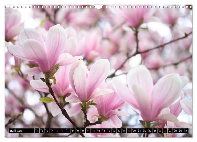 Produktbild: Magnolias en fleur (Calendrier mural 2026 DIN A3 vertical), CALVENDO calendrier mensuel