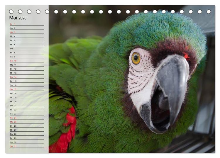 Produktbild: Papageien. Bunt, laut und klug (Tischkalender 2026 DIN A5 quer), CALVENDO Monatskalender