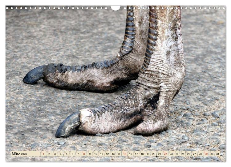 Produktbild: Strau&szlig;e. Afrikas sch&ouml;ne Laufv&ouml;gel (Wandkalender 2026 DIN A3 quer), CALVENDO Monatskalender
