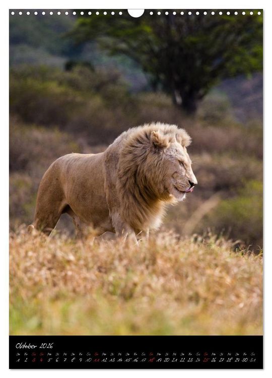 Produktbild: S&uuml;dafrika - Sehenswerte Panorama Route (Wandkalender 2026 DIN A3 hoch), CALVENDO Monatskalender