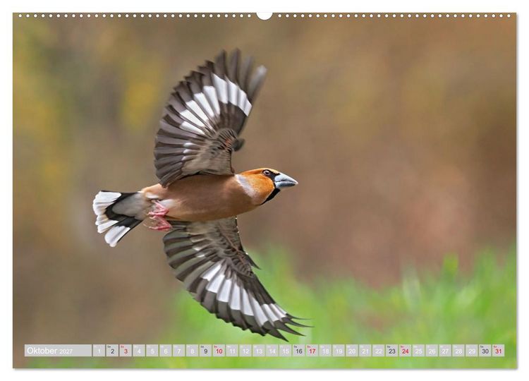 Produktbild: Flugk&uuml;nstler in luftiger H&ouml;he - Heimische Singv&ouml;gel im Flug (Wandkalender 2027 DIN A2 quer), CALVENDO Monatskalender