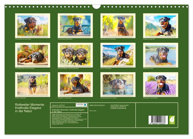 Produktbild: Rottweiler Momente. Kraftvolle Eleganz in der Natur (Wandkalender 2026 DIN A3 quer), CALVENDO Monatskalender