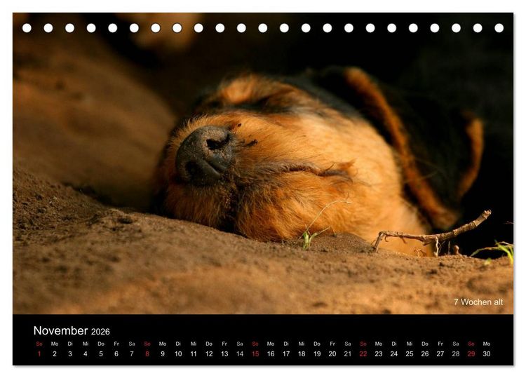 Produktbild: Airedale Terrier Welpen (Tischkalender 2026 DIN A5 quer), CALVENDO Monatskalender