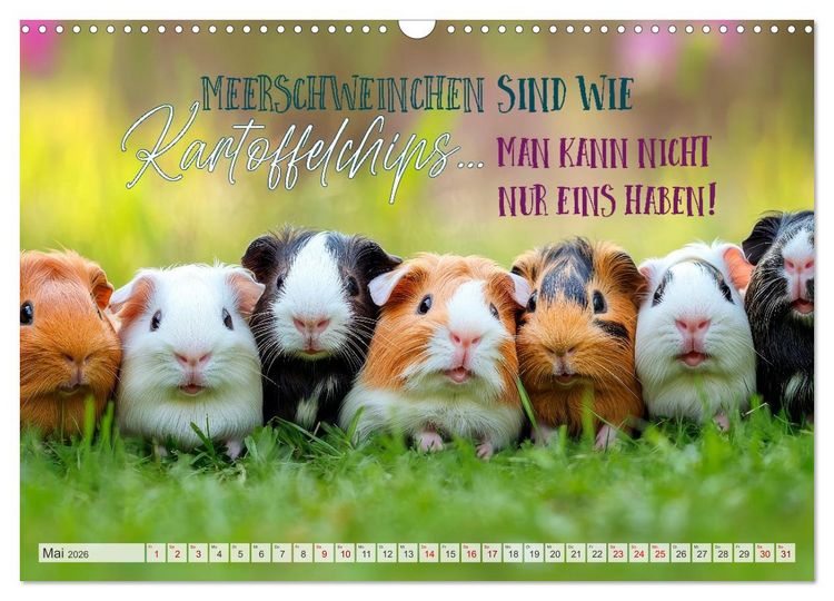 Produktbild: Meerschweinchen LUSTIG DURCHS JAHR (Wandkalender 2026 DIN A3 quer), CALVENDO Monatskalender