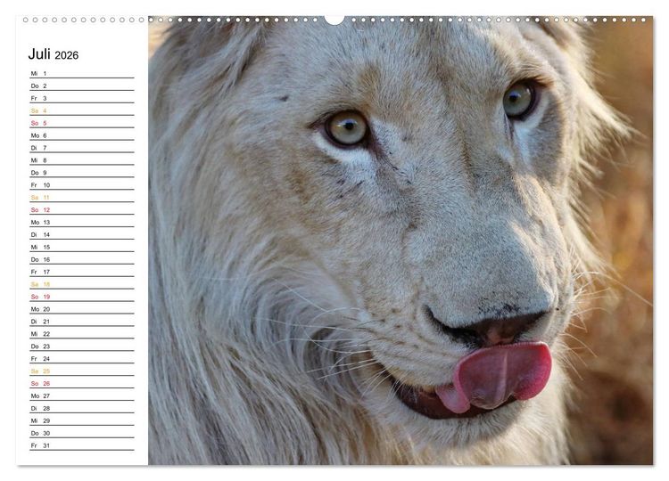 Produktbild: LION KING SELFIES L&ouml;wen hautnah (Wandkalender 2026 DIN A2 quer), CALVENDO Monatskalender