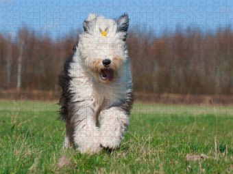 Produktbild: CALVENDO Puzzle Rennender Bobtail | 1000 Teile Lege-Gr&ouml;&szlig;e 64x48cm Foto-Puzzle f&uuml;r gl&uuml;ckliche Stunden