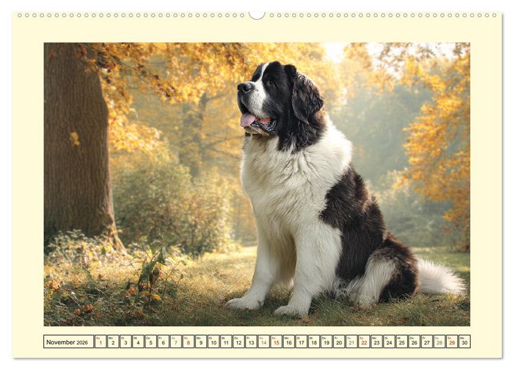 Produktbild: Landseer in der Natur. Majest&auml;tische und sanfte Hundeseelen (Wandkalender 2026 DIN A2 quer), CALVENDO Monatskalender