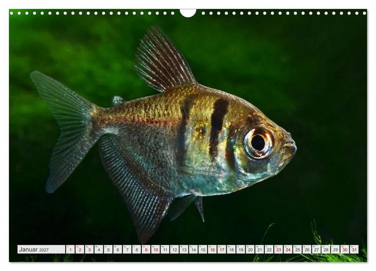 Produktbild: Beliebte Fische der Welt (Wandkalender 2027 DIN A3 quer), CALVENDO Monatskalender