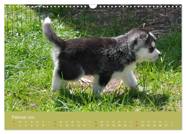 Produktbild: Husky Welpen (Wandkalender 2026 DIN A3 quer), CALVENDO Monatskalender