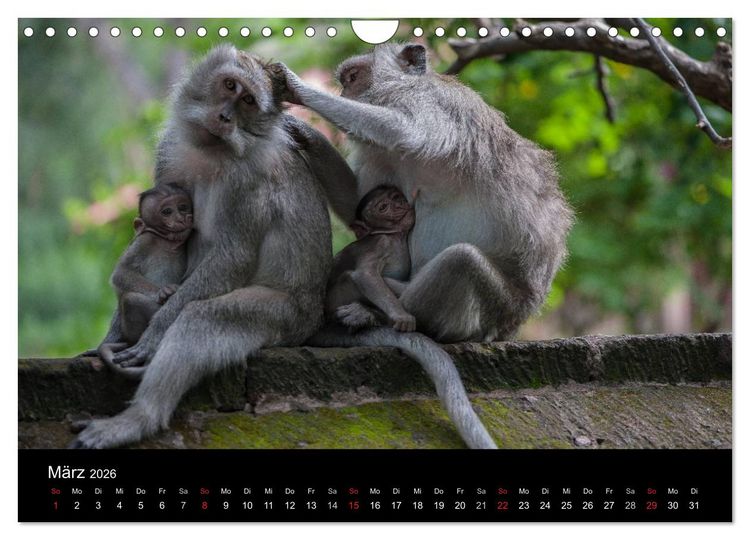 Produktbild: Affentheater (Wandkalender 2026 DIN A4 quer), CALVENDO Monatskalender