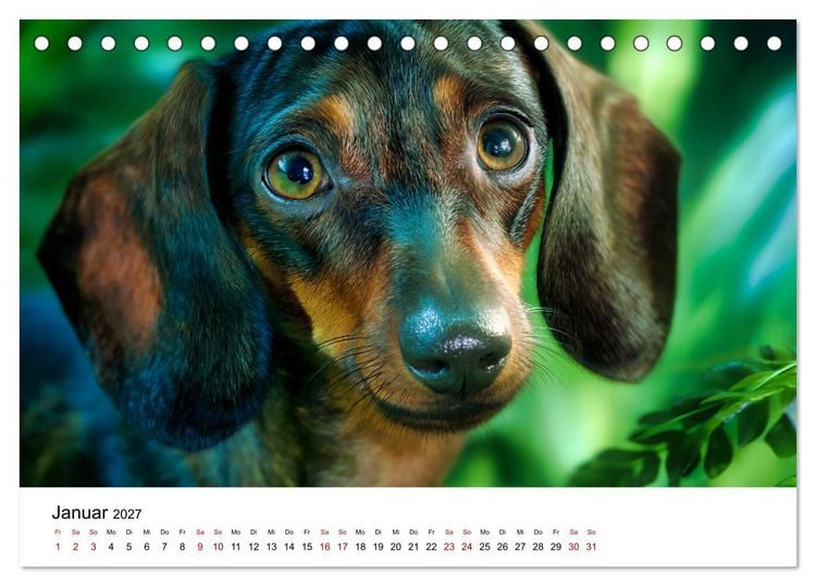 Produktbild: Herzensbrecher - Ein Jahr mit Dackeln (Tischkalender 2027 DIN A5 quer), CALVENDO Monatskalender