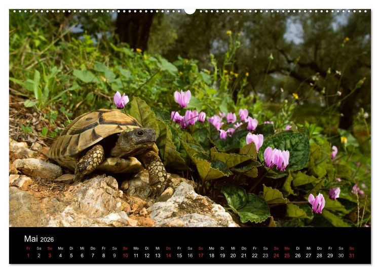 Produktbild: REPTILIEN (hochwertiger Premium Wandkalender 2026 DIN A2 quer), Kunstdruck in Hochglanz