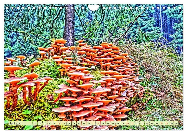 Produktbild: Verwunschene Waldtr&auml;ume: Ein Kalender voller Magie (Wandkalender 2026 DIN A4 quer), CALVENDO Monatskalender