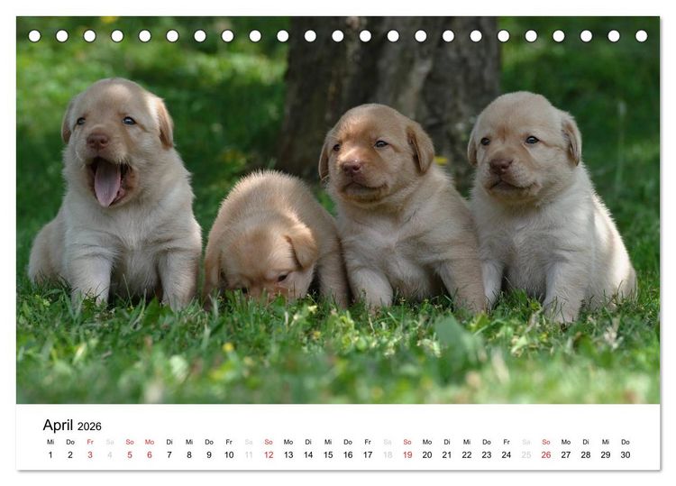 Produktbild: Labrador Welpen (Tischkalender 2026 DIN A5 quer), CALVENDO Monatskalender