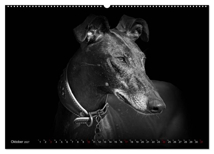 Produktbild: Galgo Espa&ntilde;ol - der spanische Windhund 2027 (Wandkalender 2027 DIN A2 quer), CALVENDO Monatskalender