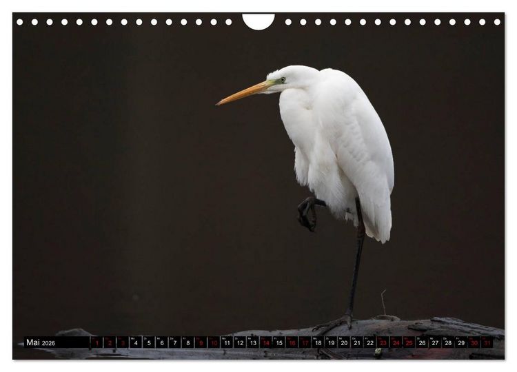 Produktbild: Eleganz in Wei&szlig; - Der Silberreiher (Wandkalender 2026 DIN A4 quer), CALVENDO Monatskalender