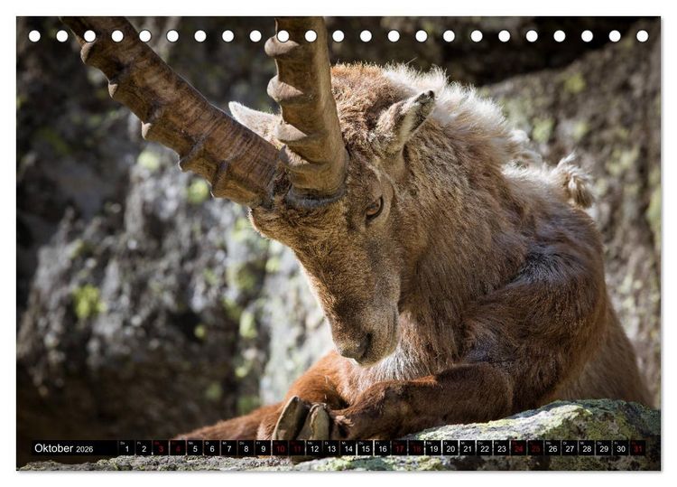 Produktbild: Nationalpark Gran Paradiso (Tischkalender 2026 DIN A5 quer), CALVENDO Monatskalender
