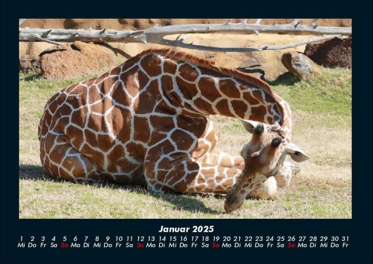 Produktbild: Giraffen 2025 Fotokalender DIN A4