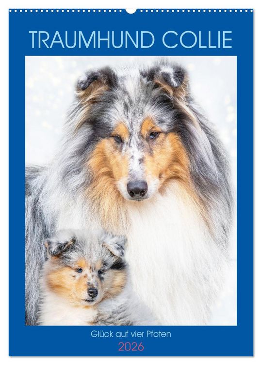 Produktbild: Traumhund Collie - Gl&uuml;ck auf vier Pfoten (Wandkalender 2026 DIN A2 hoch), CALVENDO Monatskalender
