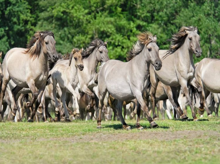 Produktbild: Galoppierende Herde D&uuml;lmener Wildpferde (Puzzle)