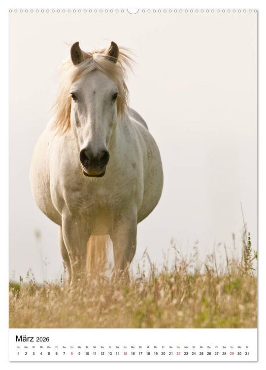 Produktbild: Camargue Pferde - wei&szlig;e M&auml;hnen (hochwertiger Premium Wandkalender 2026 DIN A2 hoch), Kunstdruck in Hochglanz
