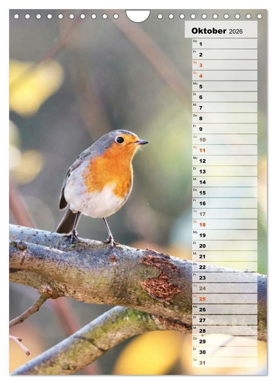 Produktbild: Niedliche Rotkehlchen (Wandkalender 2026 DIN A4 hoch), CALVENDO Monatskalender