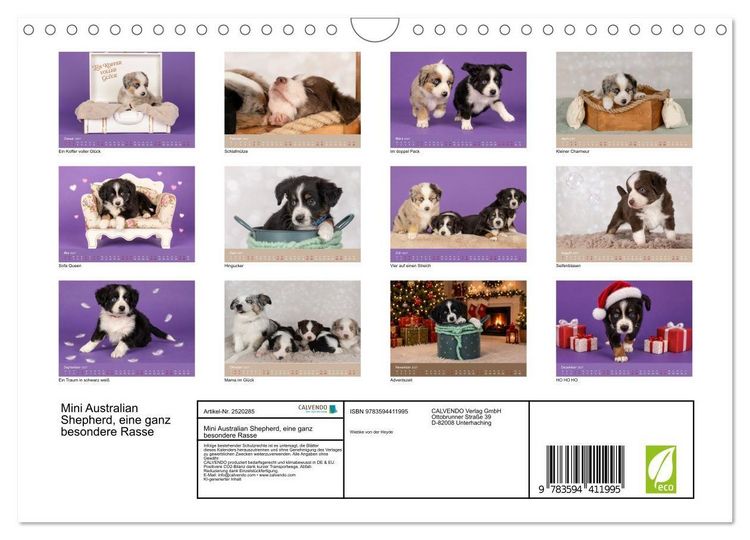 Produktbild: Mini Australian Shepherd, eine ganz besondere Rasse (Wandkalender 2027 DIN A4 quer), CALVENDO Monatskalender