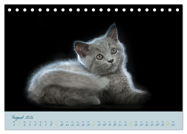 Produktbild: Ein kleiner Kater entdeckt die Welt! (Tischkalender 2026 DIN A5 quer), CALVENDO Monatskalender