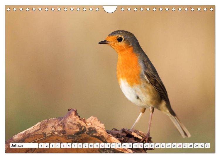 Produktbild: Geliebtes Rotkehlchen (Wandkalender 2026 DIN A4 quer), CALVENDO Monatskalender