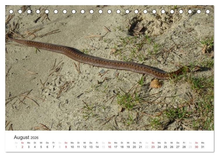 Produktbild: Das Leben der Reptilien (Tischkalender 2026 DIN A5 quer), CALVENDO Monatskalender