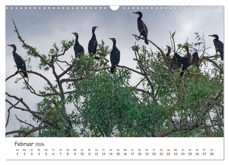 Produktbild: Donau-Delta (Wandkalender 2026 DIN A3 quer), CALVENDO Monatskalender