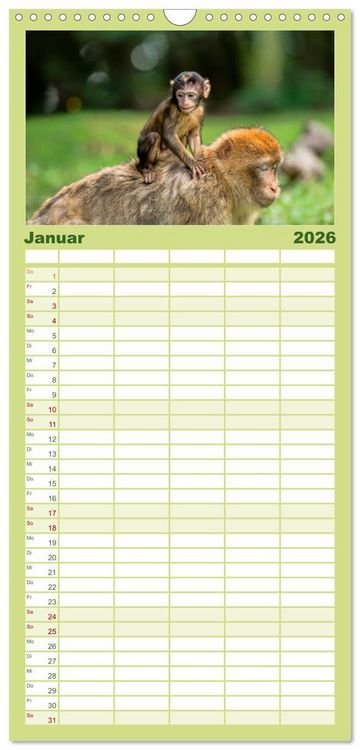 Produktbild: Familienplaner 2026 - Affen - Affenkinder mit 5 Spalten (Wandkalender, 21 x 45 cm) CALVENDO