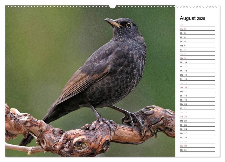 Produktbild: Unsere heimischen Gartenv&ouml;gel (hochwertiger Premium Wandkalender 2026 DIN A2 quer), Kunstdruck in Hochglanz