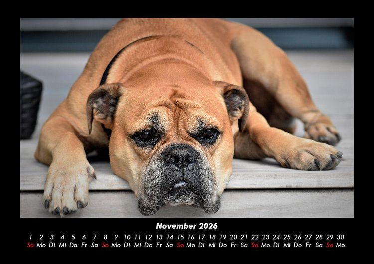 Produktbild: Hundezauber 2026 Fotokalender DIN A3