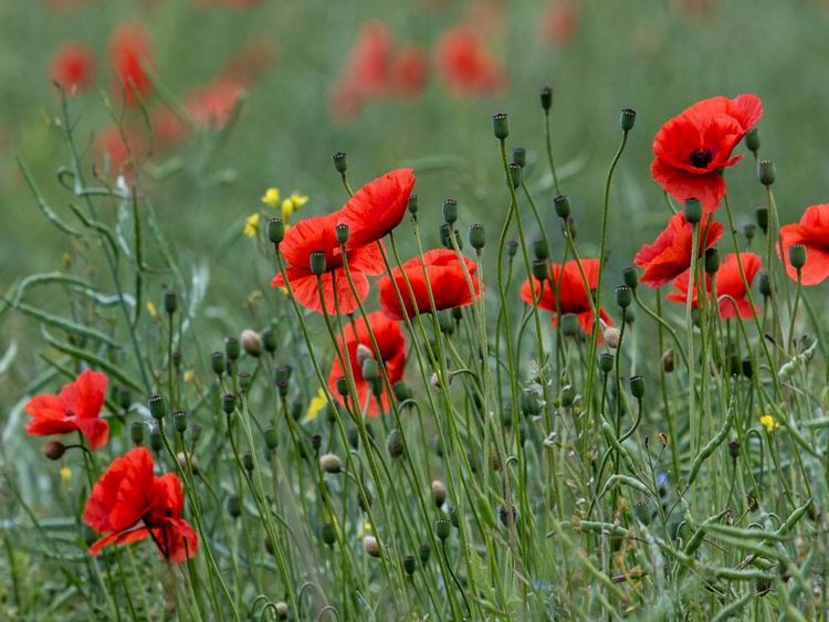 Produktbild: CALVENDO Puzzle Mohnblumen - Pure Faszination in Rot | 1000 Teile Lege-Gr&ouml;&szlig;e 64x48cm Foto-Puzzle f&uuml;r gl&uuml;ckliche Stunden