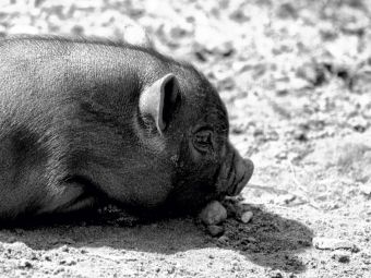 Produktbild: CALVENDO Puzzle Minischwein Ferkel | 1000 Teile Lege-Gr&ouml;&szlig;e 64x48cm Foto-Puzzle f&uuml;r gl&uuml;ckliche Stunden