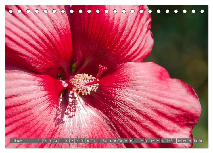 Produktbild: Blumenpracht der Welt (Tischkalender 2026 DIN A5 quer), CALVENDO Monatskalender