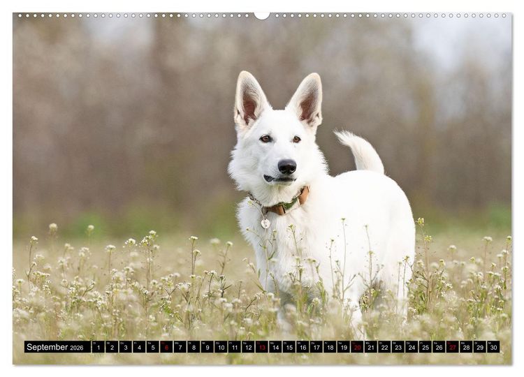Produktbild: Berger Blanc Suisse - Weggef&auml;hrten auf 4 Pfoten (hochwertiger Premium Wandkalender 2026 DIN A2 quer), Kunstdruck in Hochglanz