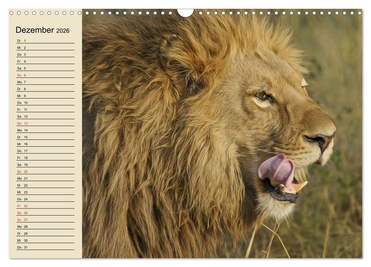 Produktbild: L&ouml;wen in freier Wildbahn (Wandkalender 2026 DIN A3 quer), CALVENDO Monatskalender