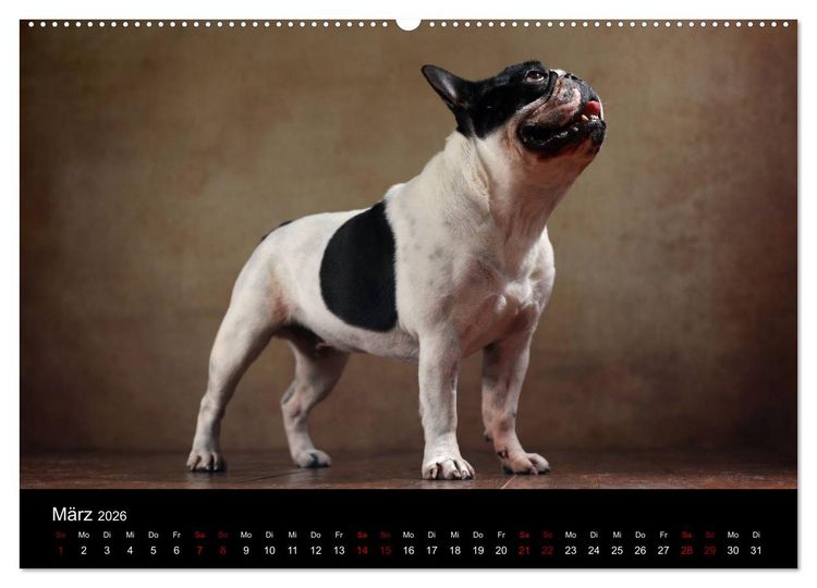 Produktbild: Charme auf vier Pfoten - Franz&ouml;sische Bulldoggen Portraits (hochwertiger Premium Wandkalender 2026 DIN A2 quer), Kunstdruck in Hochglanz