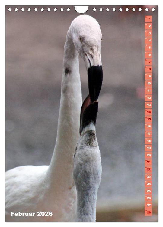 Produktbild: Rosarote Flamingo (Wandkalender 2026 DIN A4 hoch), CALVENDO Monatskalender
