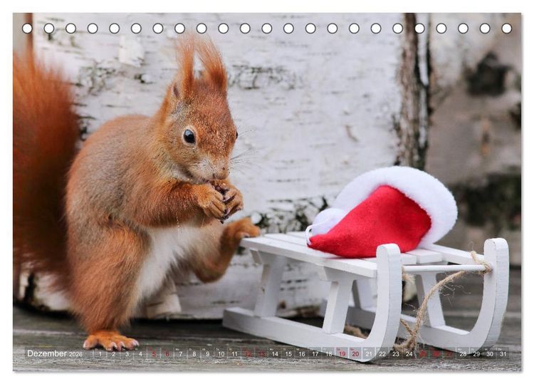 Produktbild: Eichh&ouml;rnchen Momentaufnahmen f&uuml;rs Herz (Tischkalender 2026 DIN A5 quer), CALVENDO Monatskalender